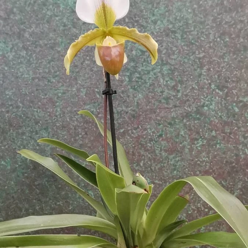Пафиопедилум (Paphiopedilum): полное руководство по уходу
