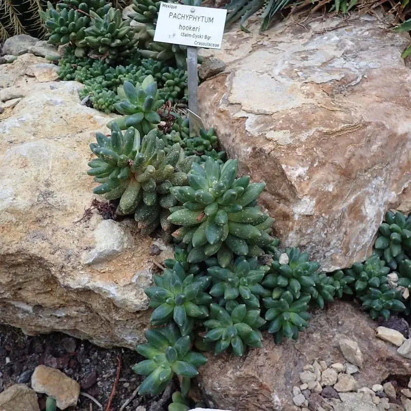 Пахифитум (Pachyphytum): полное руководство по уходу