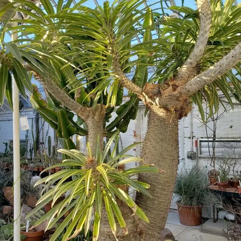 Пахиподиум (Pachypodium): полное руководство по уходу