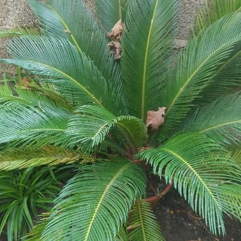 Пальма саговая (Cycas revoluta): полное руководство по уходу