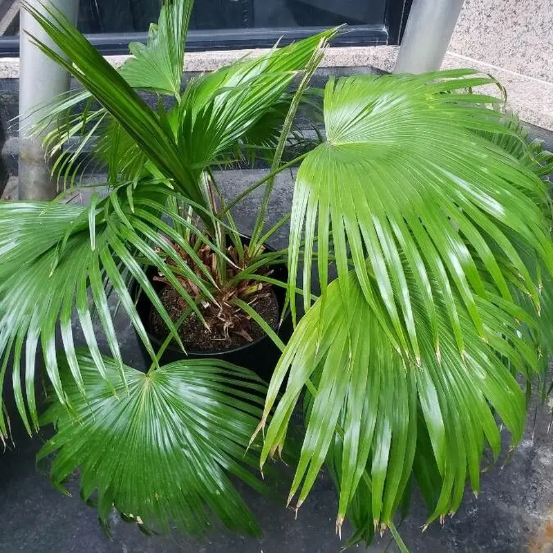 Пальма веерная (Livistona chinensis): полное руководство по уходу