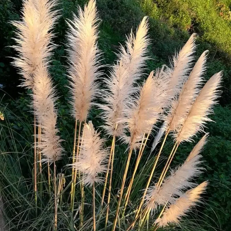 Пампасная трава (Cortaderia selloana): полное руководство по уходу