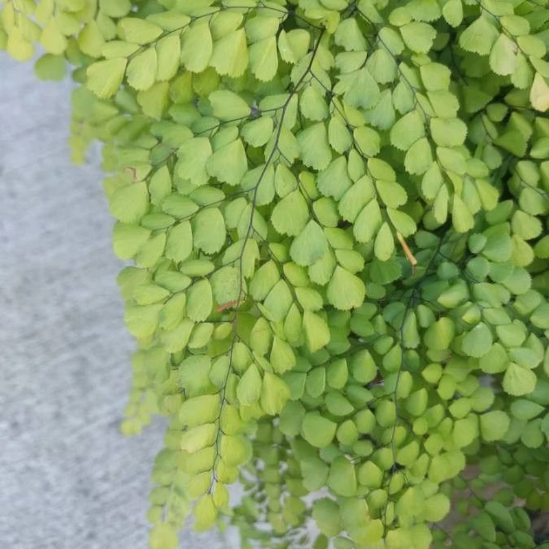 Папоротник адиантум (Adiantum capillus-veneris): полное руководство по уходу
