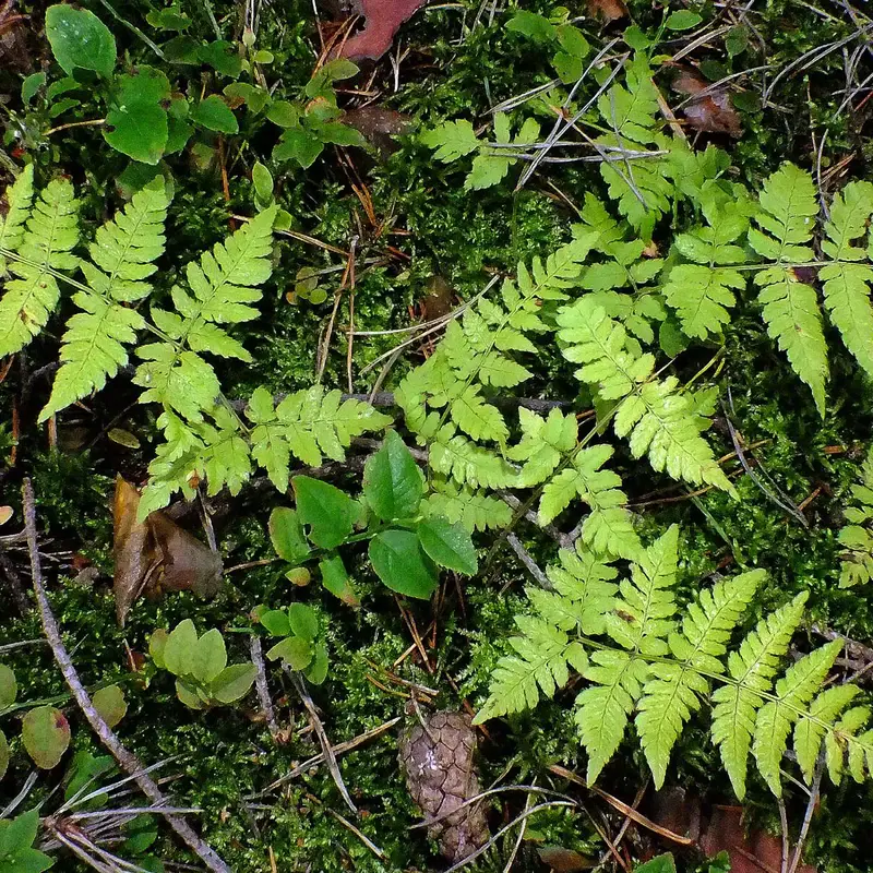 Папоротник щитовник (Dryopteris): полное руководство по уходу