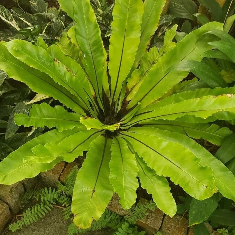 Папоротник гнездовой (Asplenium nidus): полное руководство по уходу