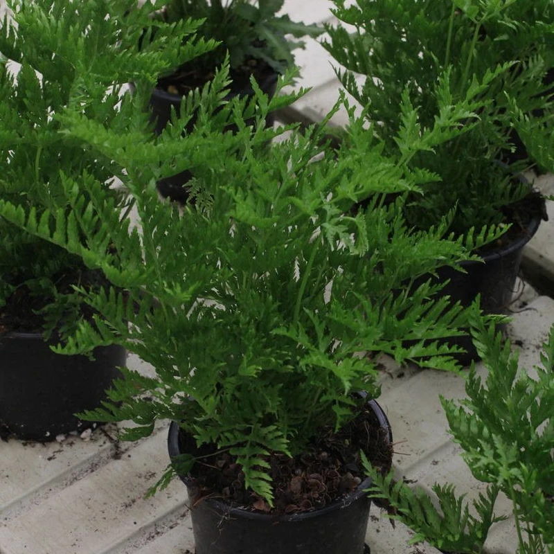 Папоротник птерис (Pteris): полное руководство по уходу