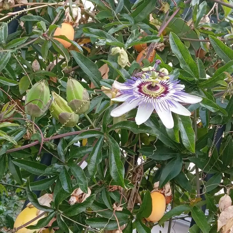 Пассифлора голубая (Passiflora caerulea): полное руководство по уходу