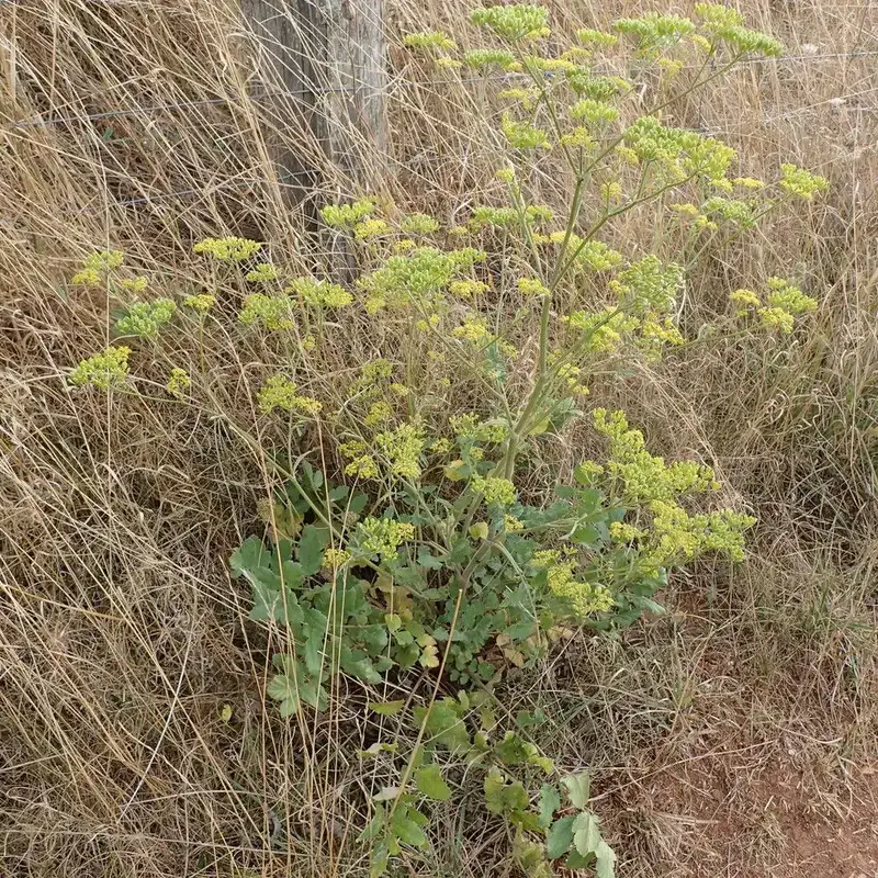 Пастернак (Pastinaca sativa): полное руководство по уходу