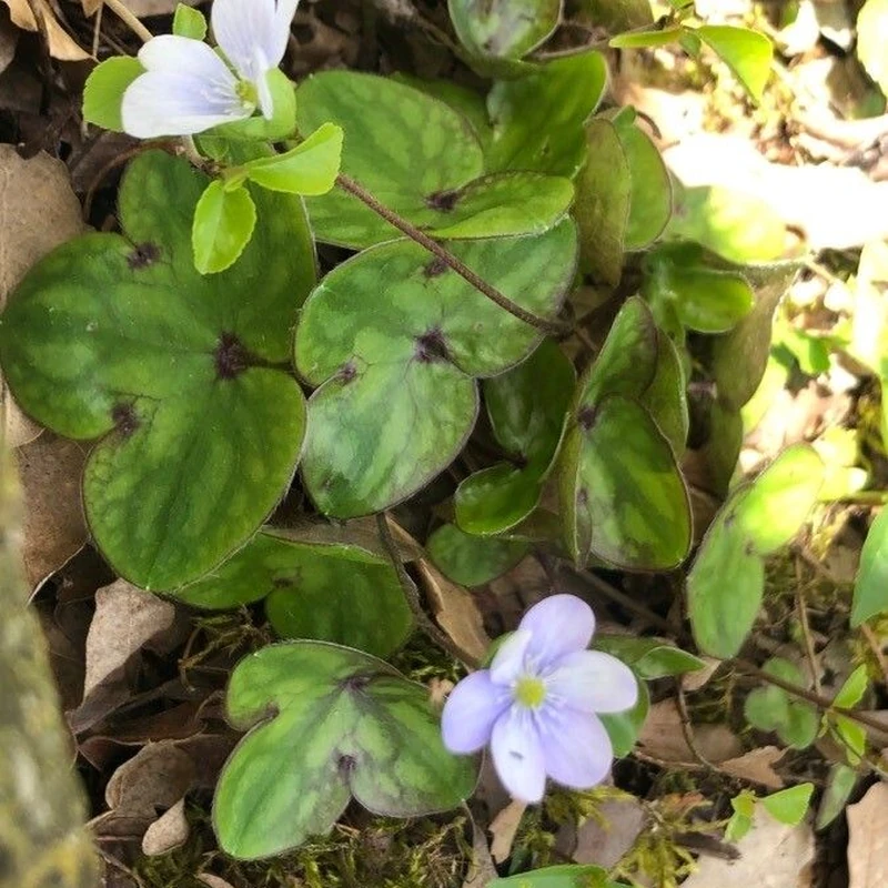 Печёночница (Hepatica): полное руководство по уходу