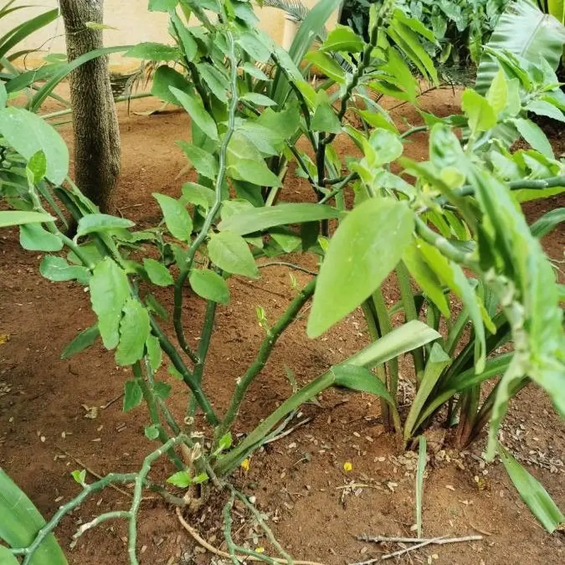 Педилантус (Pedilanthus tithymaloides): полное руководство по уходу