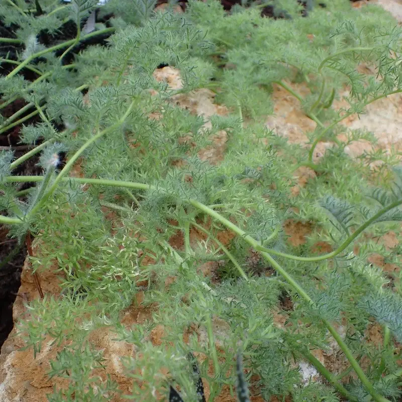 Пеларгония (Pelargonium): полное руководство по уходу