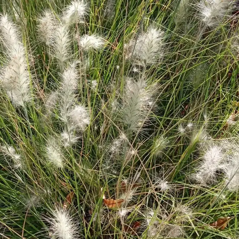 Пеннисетум (Pennisetum): полное руководство по уходу