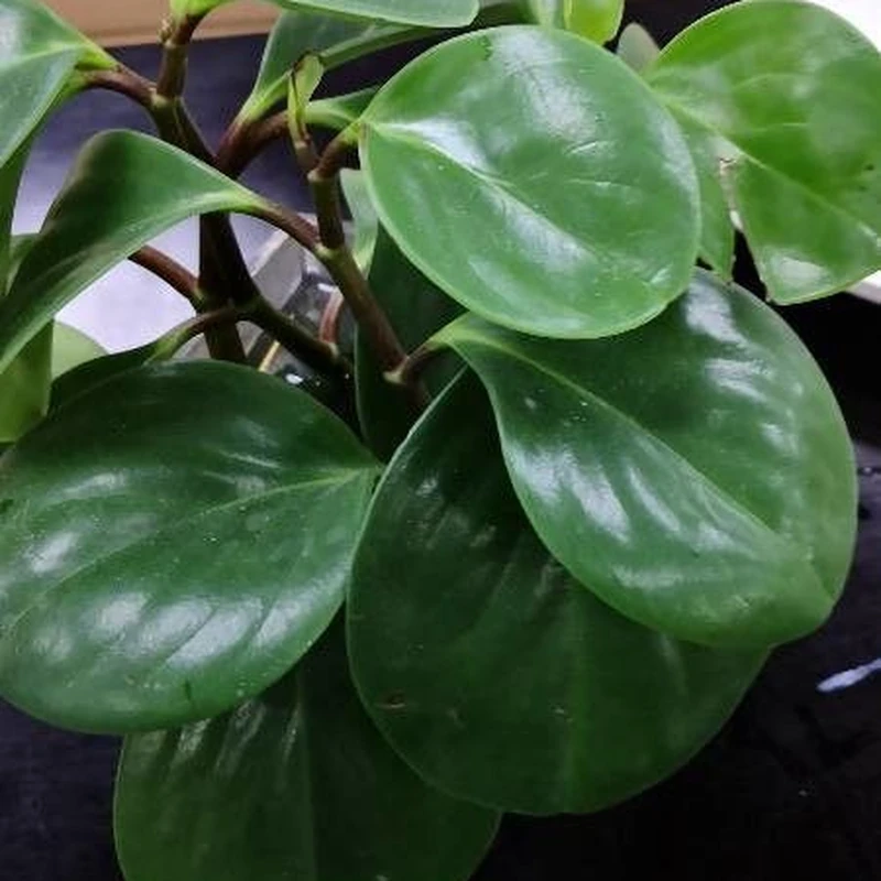 Пеперомия туполистная (Peperomia obtusifolia): полное руководство по уходу