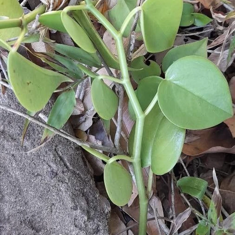 Пеперомия (Peperomia): полное руководство по уходу