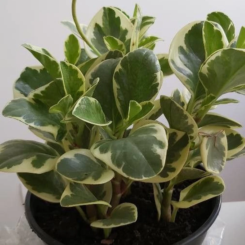 Пеперомия магнолиелистная (Peperomia magnoliifolia): полное руководство по уходу