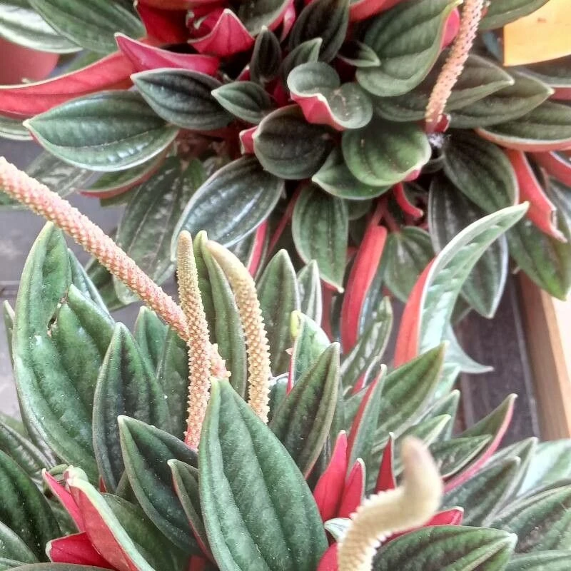 Пеперомия сморщенная (Peperomia caperata): полное руководство по уходу