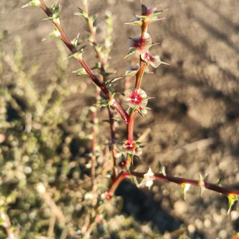Перекати-поле (Salsola): полное руководство по уходу