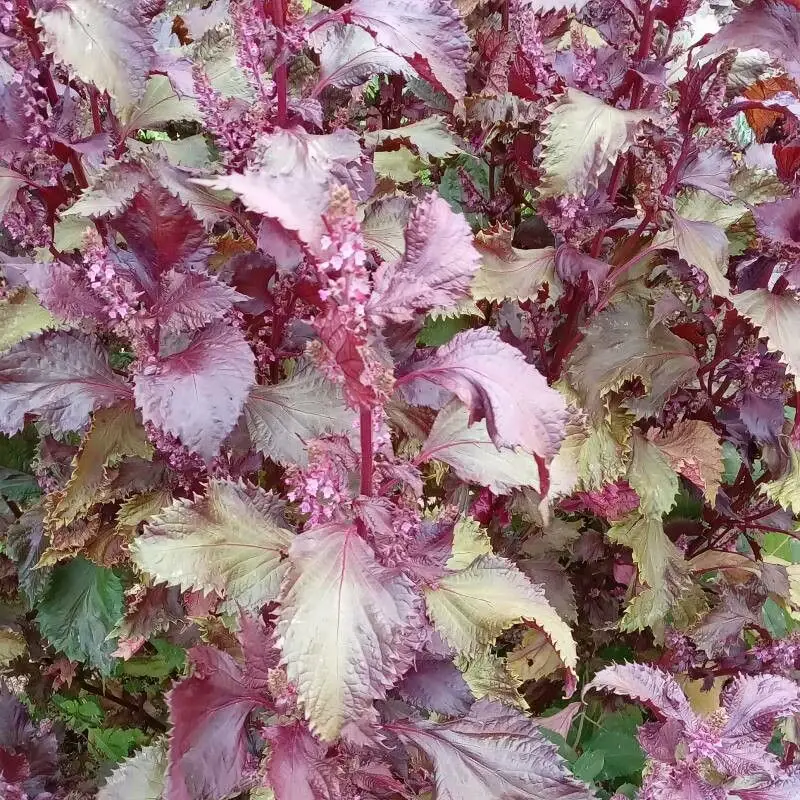 Перилла (Perilla frutescens): полное руководство по уходу