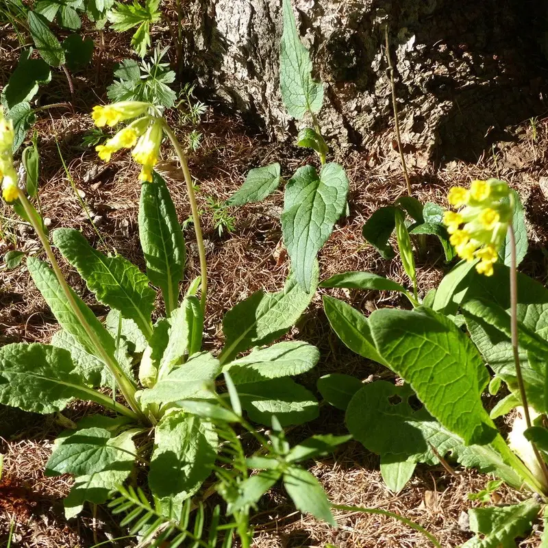 Первоцвет весенний (Primula veris): полное руководство по уходу