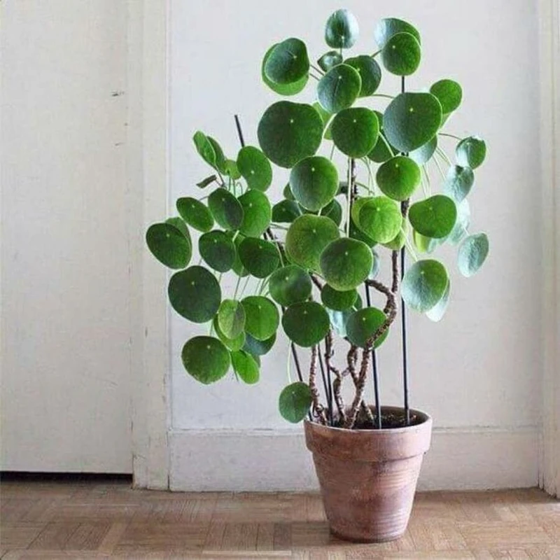 Пилея (Pilea peperomioides): полное руководство по уходу