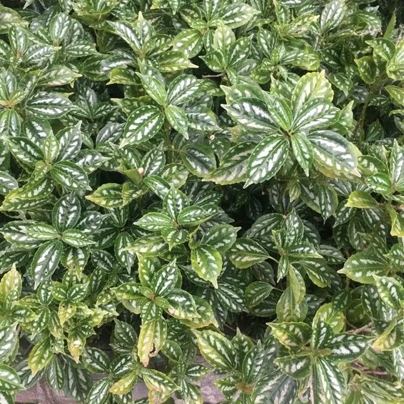 Пилея Кадье (Pilea cadierei): полное руководство по уходу