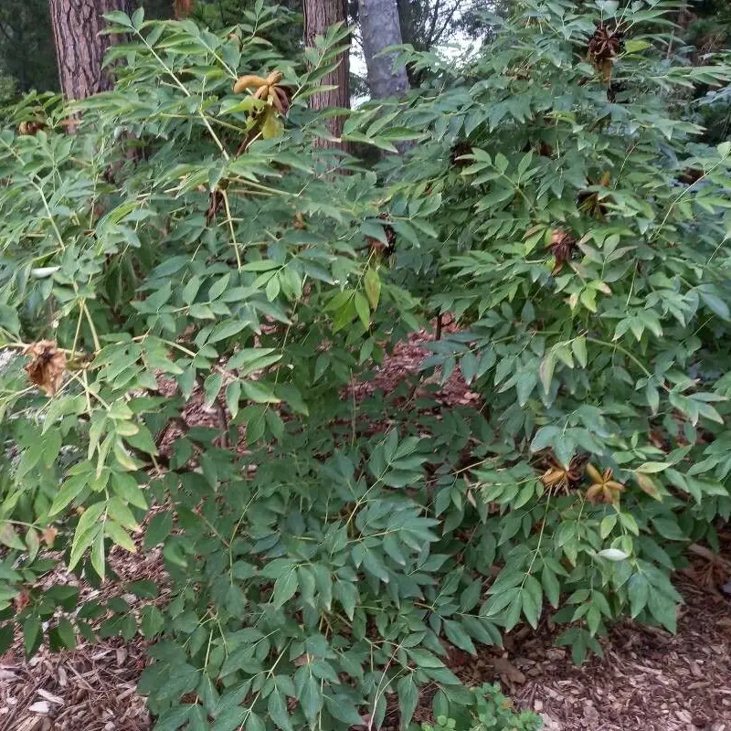 Пион древовидный (Paeonia suffruticosa): полное руководство по уходу
