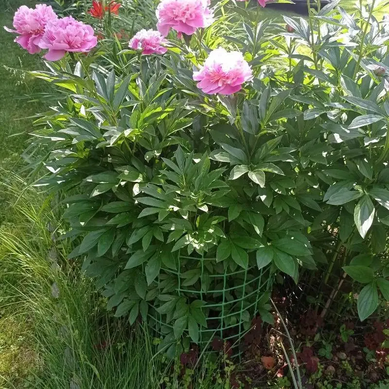 Пион молочноцветковый (Paeonia lactiflora): полное руководство по уходу