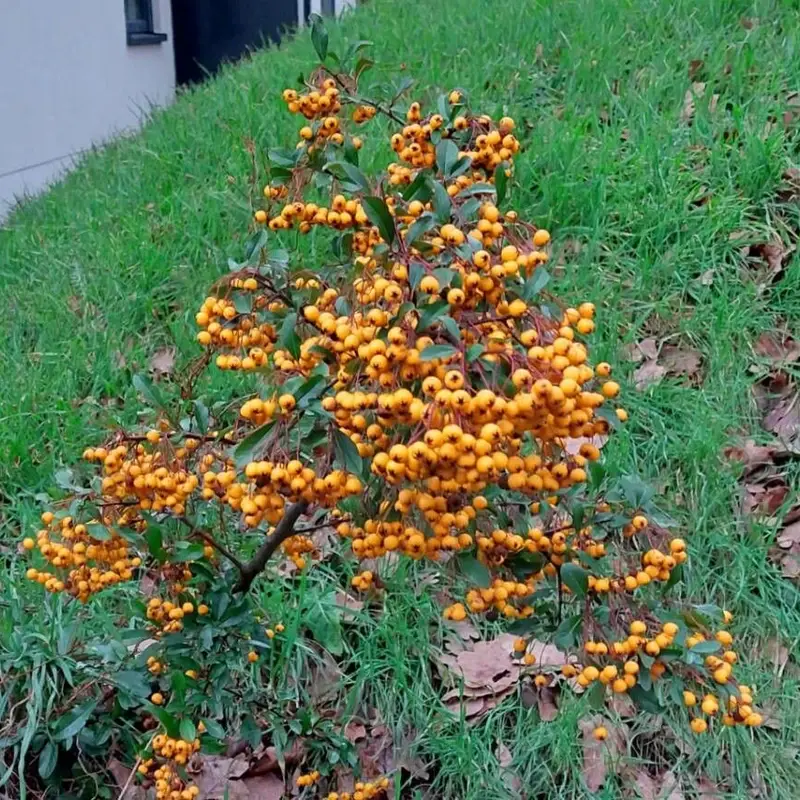 Пираканта (Pyracantha): полное руководство по уходу