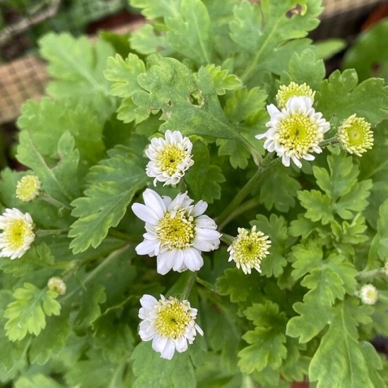 Пижма (Tanacetum): полное руководство по уходу