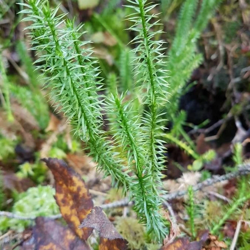 Плаун (Lycopodium): полное руководство по уходу