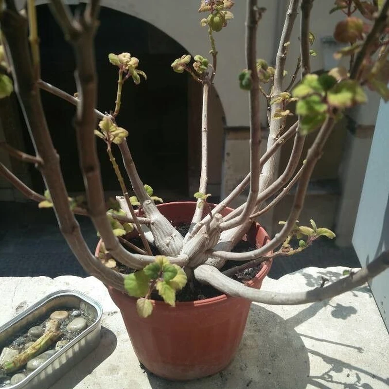 Плектрантус Эрлендвейра (Plectranthus ernstii): полное руководство по уходу