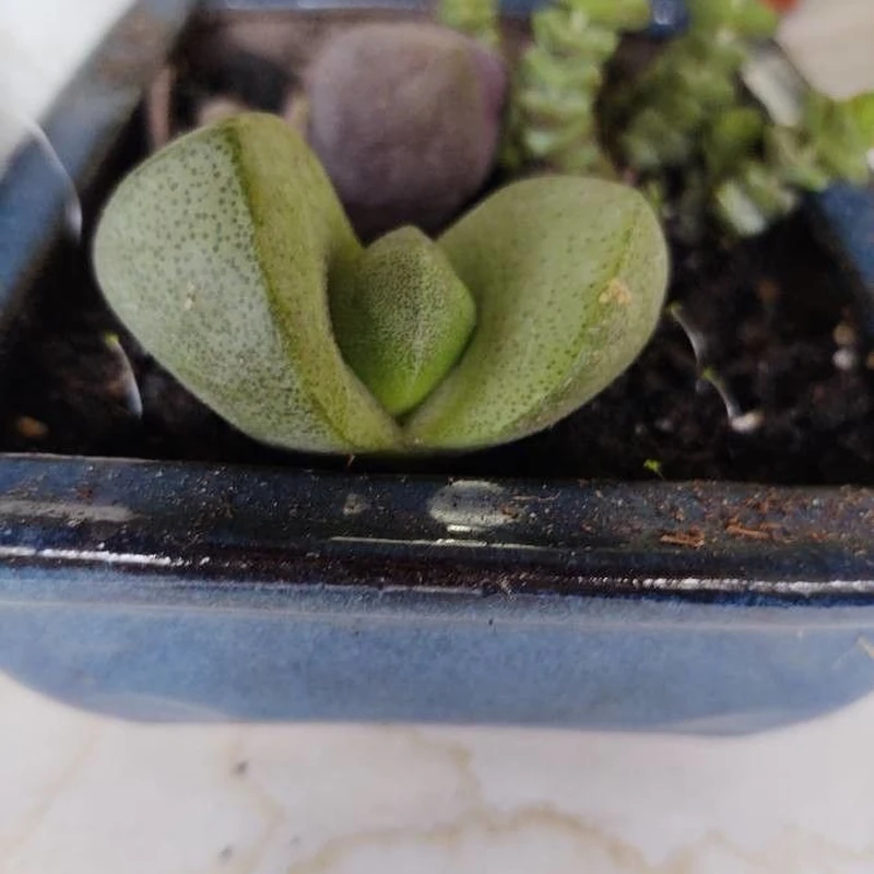 Плейоспилос (Pleiospilos nelii): полное руководство по уходу