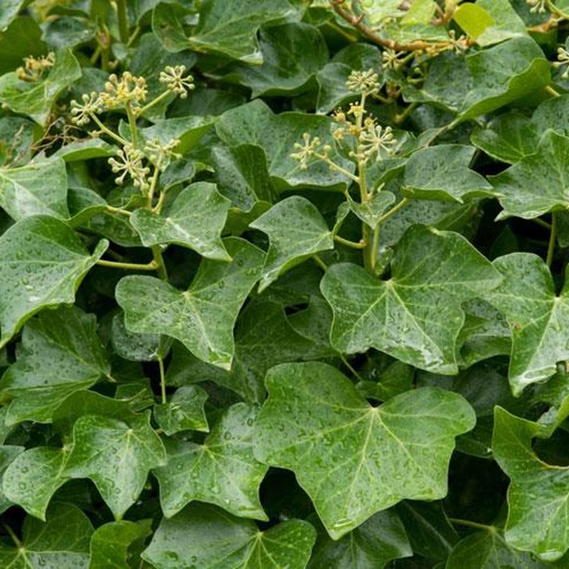 Плющ обыкновенный (Hedera helix): полное руководство по уходу