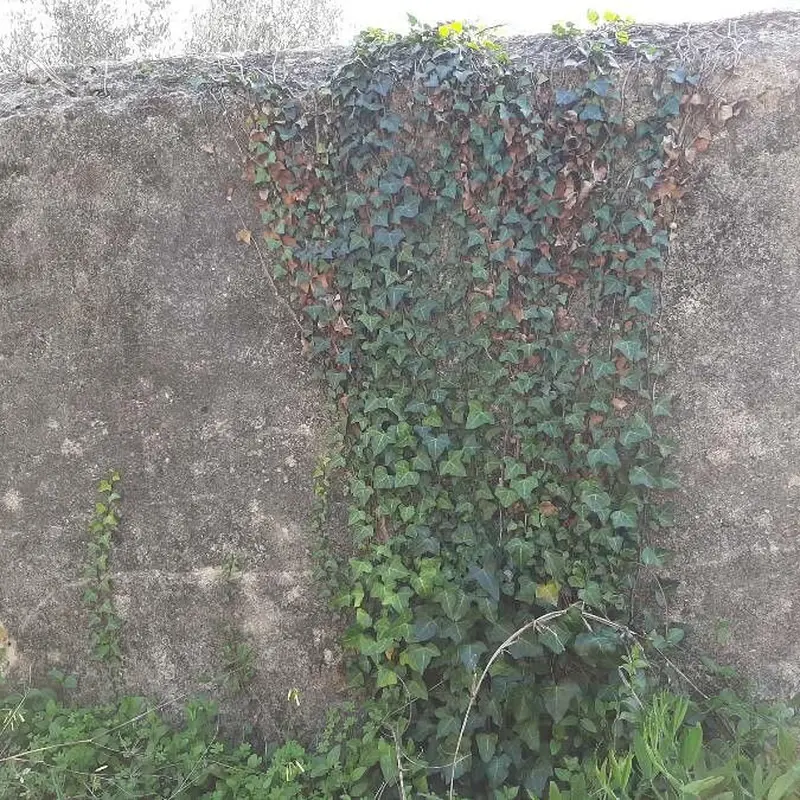 Плющ канарский (Hedera canariensis): полное руководство по уходу