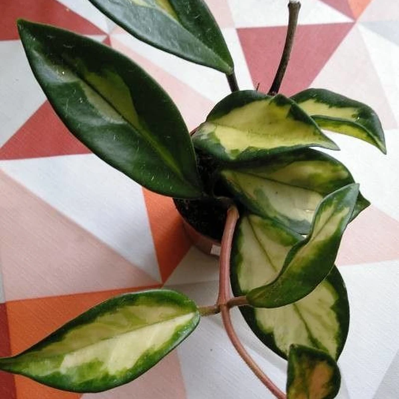 Плющ восковой (Hoya carnosa): полное руководство по уходу