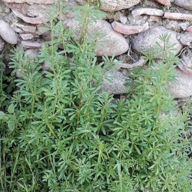 Подмаренник (Galium): полное руководство по уходу