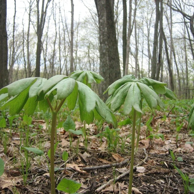 Подофилл (Podophyllum peltatum): полное руководство по уходу