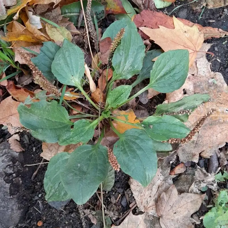 Подорожник большой (Plantago major): полное руководство по уходу