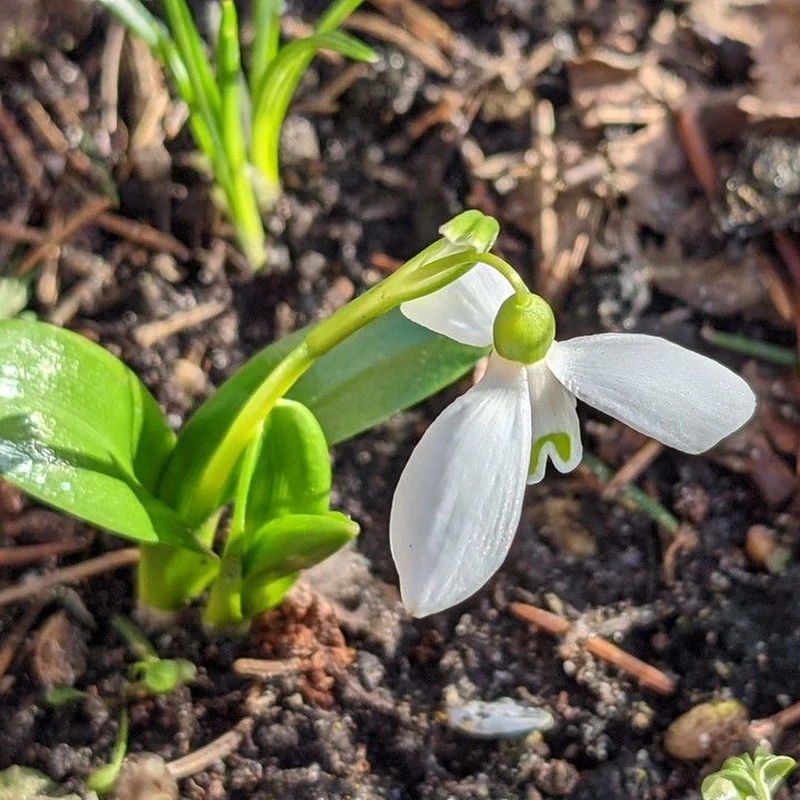Подснежник Воронова (Galanthus woronowii): полное руководство по уходу
