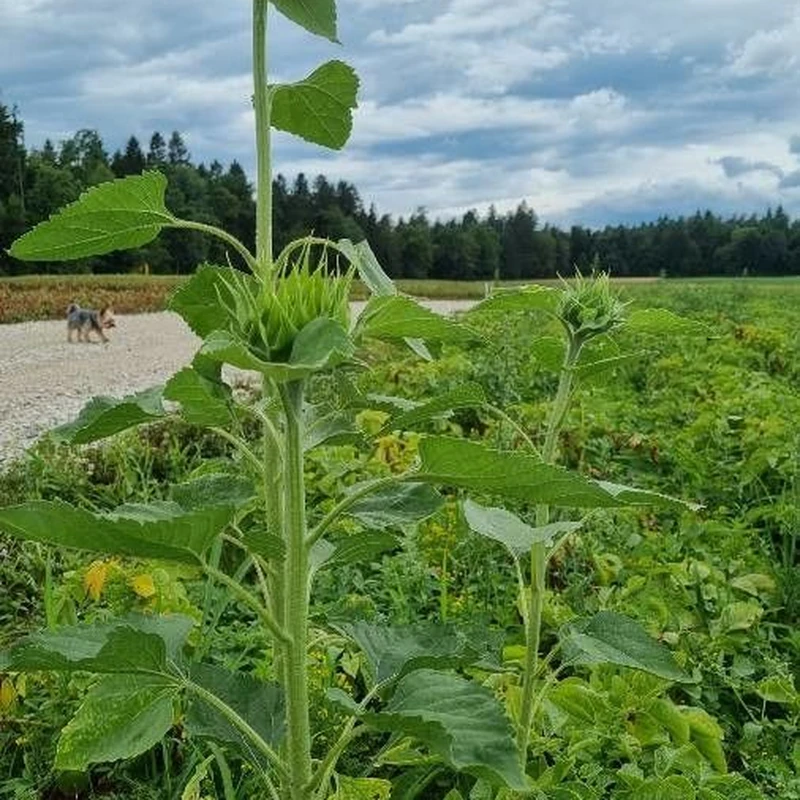 Подсолнечник (Helianthus annuus): полное руководство по уходу