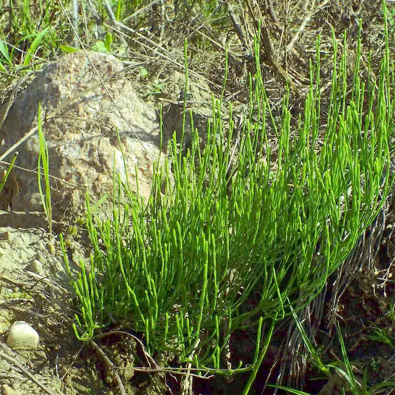 Полевой хвощ (Equisetum arvense): полное руководство по уходу
