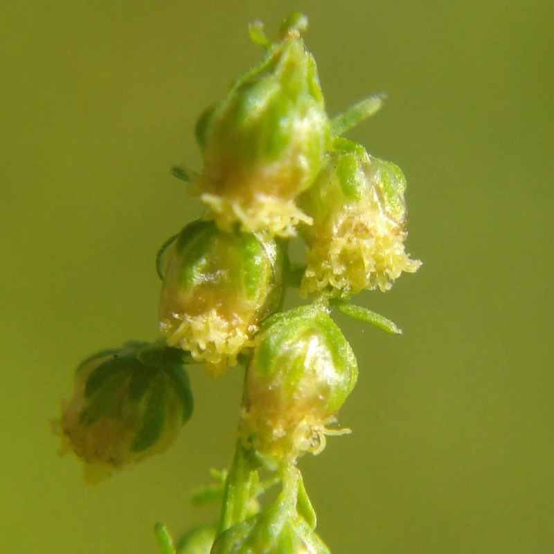 Полынь (Artemisia): полное руководство по уходу
