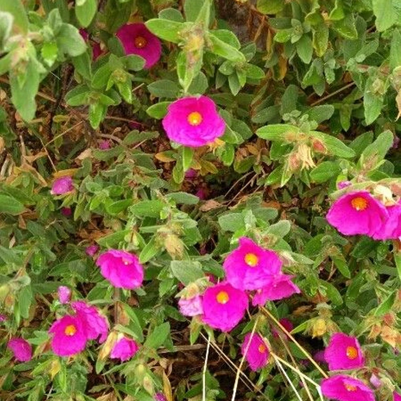 Портулак крупноцветковый (Portulaca grandiflora): полное руководство по уходу