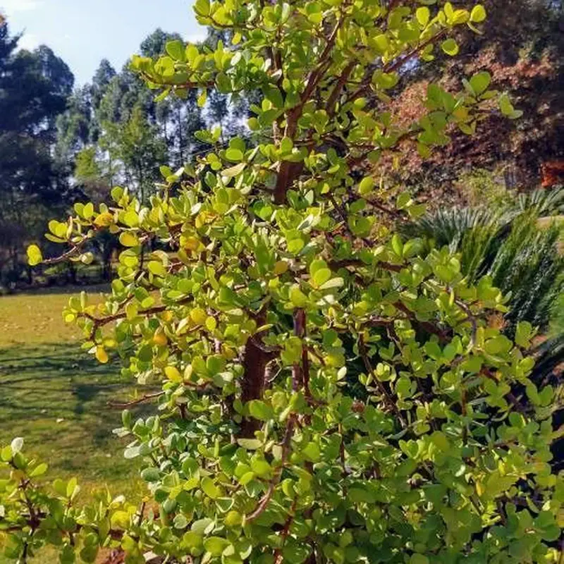 Портулакария (Portulacaria afra): полное руководство по уходу