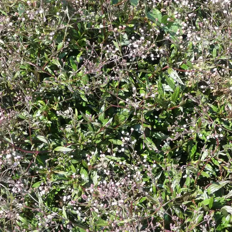 Посконник (Eupatorium): полное руководство по уходу
