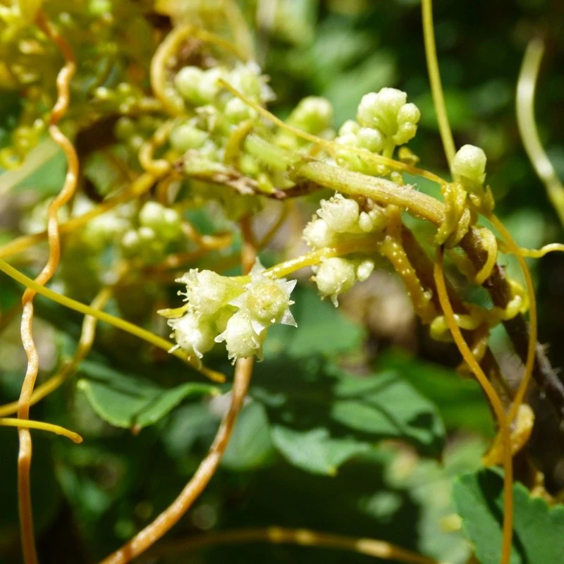 Повилика (Cuscuta): полное руководство по уходу