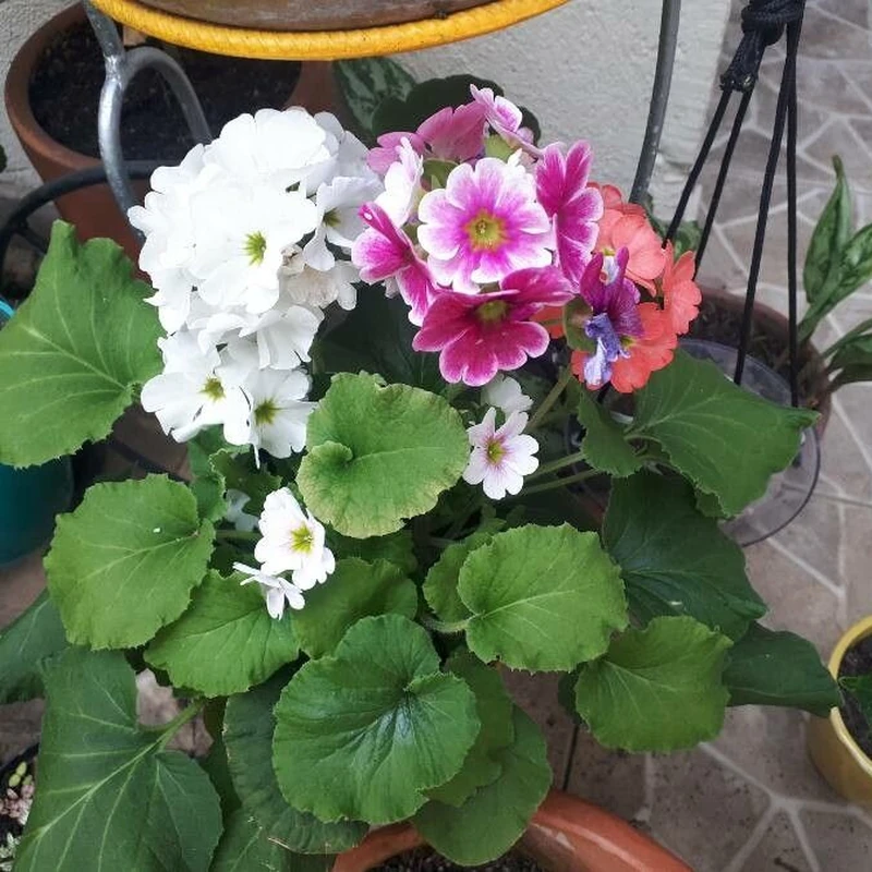 Примула обконика (Primula obconica): полное руководство по уходу