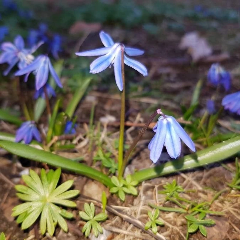 Пролеска сибирская (Scilla sibirica): полное руководство по уходу