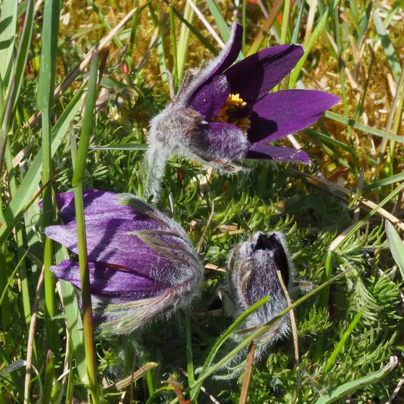 Прострел (Pulsatilla): полное руководство по уходу