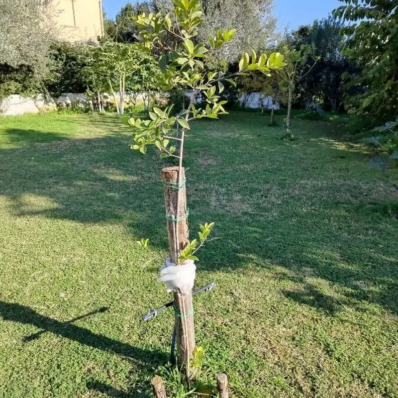 Псидиум (guava): полное руководство по уходу